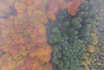 High angle view of plants and trees during autumn