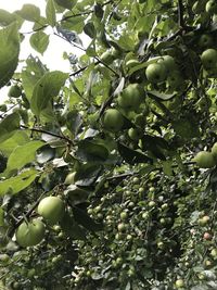 Low angle view of fruits growing on tree