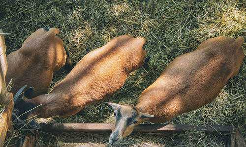 High angle view of dog on field