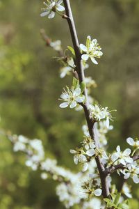 Close-up of white cherry blossoms in spring