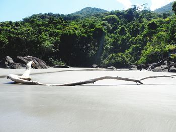 View of birds in water