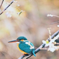 Close-up of bird perching on branch