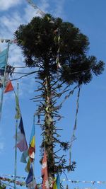 Low angle view of trees against blue sky