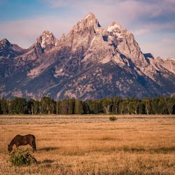 View of a horse the on field against the grand teton mountain range