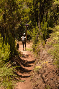 Rear view of man walking on footpath in forest