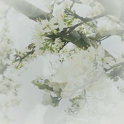 Plants growing in water