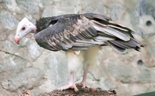 Close-up of bird