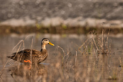 Duck drinking water