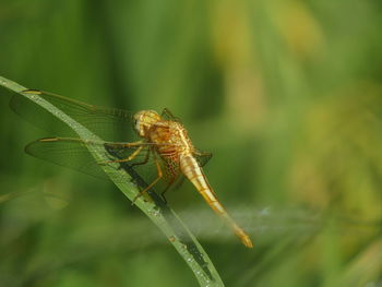 Close-up of dragonfly