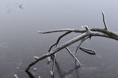 High angle view of driftwood on frozen lake