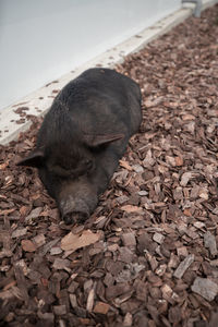 High angle view of dog resting