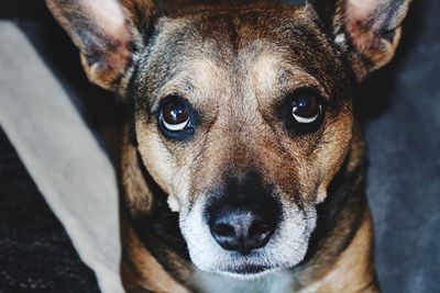 Close-up portrait of dog relaxing at home