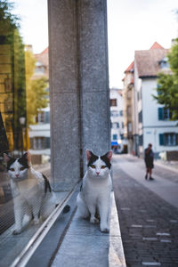 View of a dog on footpath