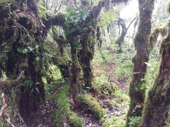 Trees in forest