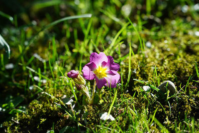 Close-up of purple crocus flowers on field