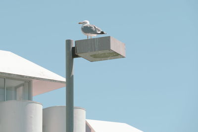 Low angle view of seagull perching on wall against clear sky