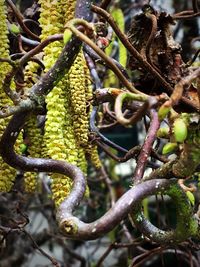 Full frame shot of fruit tree