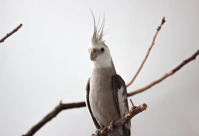 Gray parrot sits on a branch on a white background. white-faced cockatiel sits on a branch