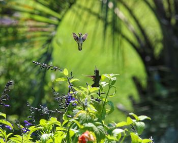 Angel or hummingbird