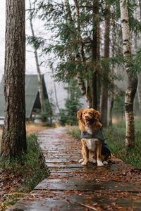 Happy charming nova scotia duck tolling retriever waiting human. dog sitting on 
path in pine forest