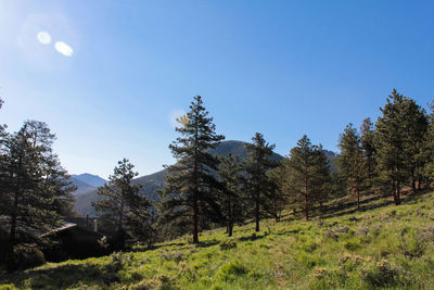 Trees on landscape against clear sky