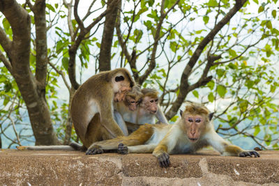 Monkeys sitting on a tree