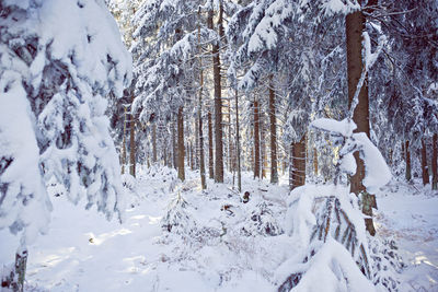 Snow covered land and trees in forest