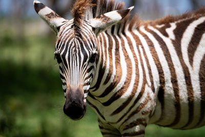 Close-up of zebra