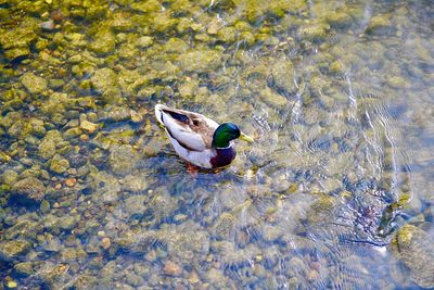 High angle view of duck swimming in lake