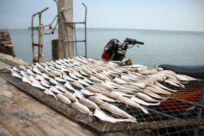 Full length of fish at sea shore against sky