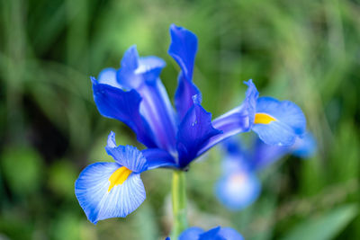 Close-up of blue flowers