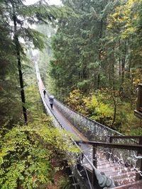 Bridge over river amidst trees in forest