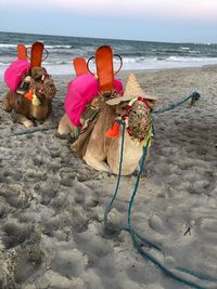 View of crab on beach