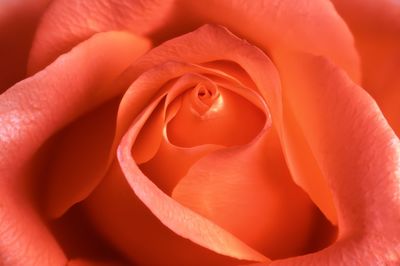 Close-up of rose flower