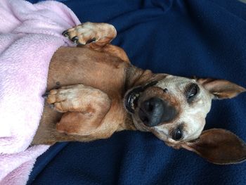 Dog lying on hand