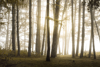 Sunlight streaming through trees in forest