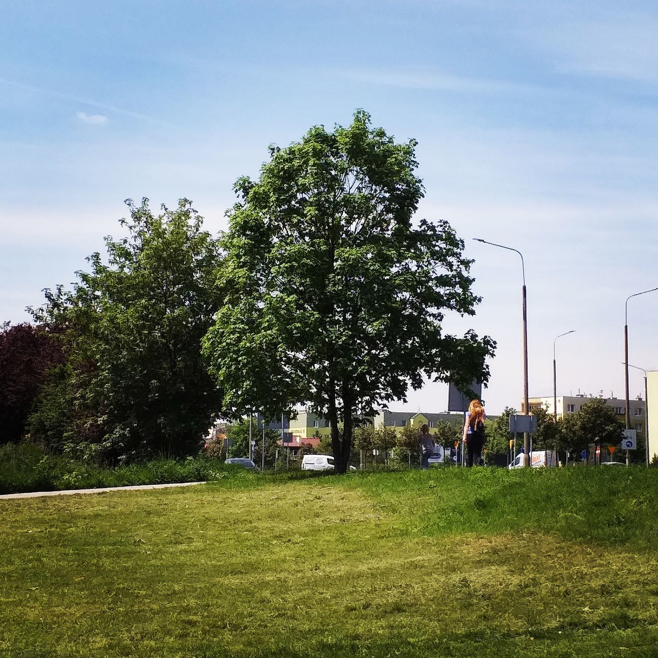 TREES ON FIELD