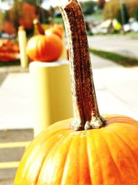 Close-up of pumpkin