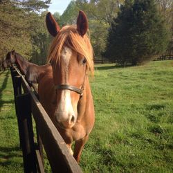 Horse on grassy field