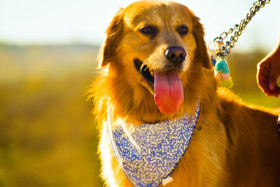 Close-up of dog looking away