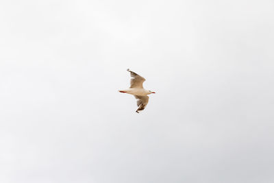 Low angle view of seagull flying in sky