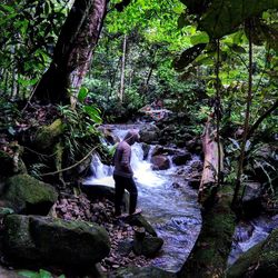 View of waterfall in forest