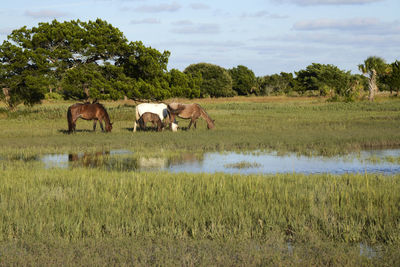 Horses grazing on grassy field