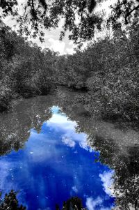 Low angle view of trees against sky
