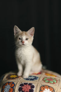 Close-up of cat