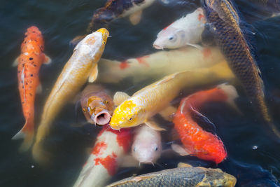 Close-up of koi fish in water