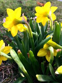 Close-up of yellow flowering plant