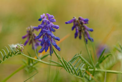 Close-up of purple flowers