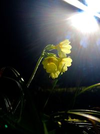 Close-up of yellow flowers