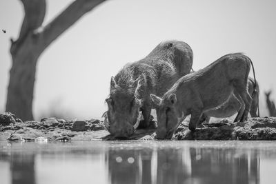 Surface level of horse on lake